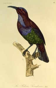 パラダイス ライフルバード (Ptiloris paradiseus) の男性、極楽鳥とエピマグの自然史からの彫刻 作： René Primevère Lesson