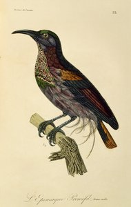 パラダイス ライフルバードの若いオス (Ptiloris paradiseus)、極楽鳥とエピマグの自然史からの彫刻 作： René Primevère Lesson