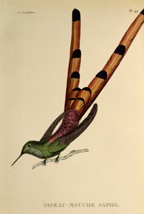 アカオコメット (Sappho sparganurus)、トロチルドまたはハチドリとハチドリからの彫刻 作： René Primevère Lesson