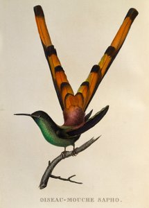 アカオコメット (Sappho sparganurus)、トロキライドまたはハチドリとハチドリからの彫刻 作： René Primevère Lesson