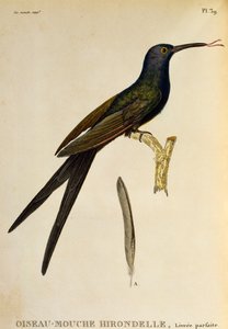 ツバメハチドリ (Eupetomena macroura)、Les trochilidees ou les colibris et les oiseaux-mouches からの彫刻 作： René Primevère Lesson