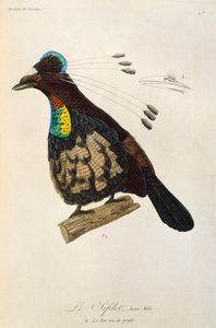 西部パロティア (パロティア セフィラタ) の若い男性、極楽鳥とエピマグの自然史からの彫刻 作： René Primevère Lesson
