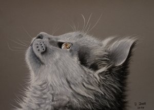 猫の瞬間 作： Renate Dohr