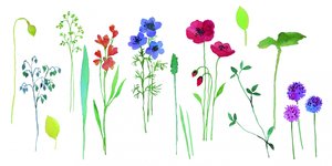 色鮮やかな水彩の花々 作： 