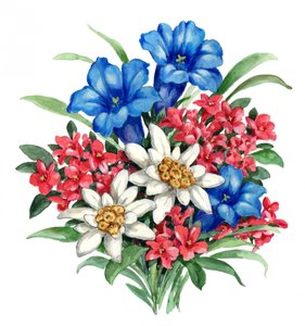 色鮮やかなアルプスの花々 作： 