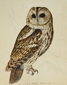 モリフクロウ（Strix Easy）