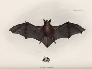 コウモリ（南アメリカ、1832-1836年頃 作： John Pardon