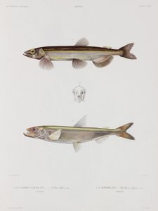 カペリンとワカサギ、アイスランド、19世紀初頭 作： John Pardon