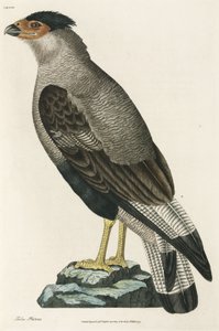 クレステッド・カラカラ（Crested Caracara 作： John Pardon