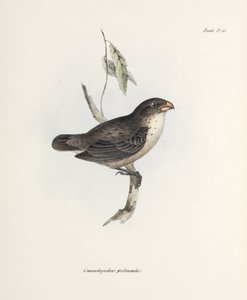 フィンチ、1832-1836年頃 作： John Pardon