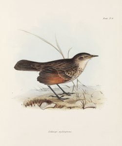 フライキャッチャー（1832-1836年頃 作： John Pardon