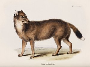 フォックス、フォークランド諸島、1832-1836年頃 作： John Pardon