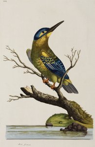キングフィッシャー 作： John Pardon