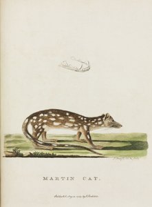 マーティン・キャット」、オーストラリア、1788年頃 作： John Pardon