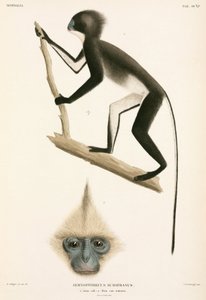 サル、スマトラ島、インドネシア 作： John Pardon
