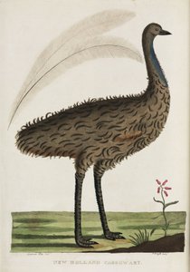 ニューホランド・カソワリ」、オーストラリア、1788年頃 作： John Pardon