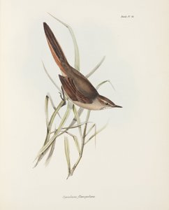 スパインテイル（南米、1832-1836年頃 作： John Pardon