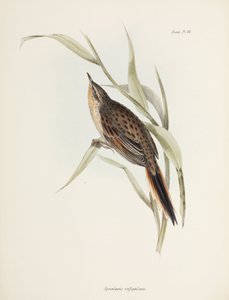 スパインテイル（南米、1832-1836年頃 作： John Pardon