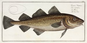 鱈の魚」。
