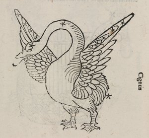 はくちょう座（白鳥座）について 作： John Pardon