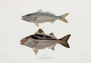 2種類の魚 作： John Pardon