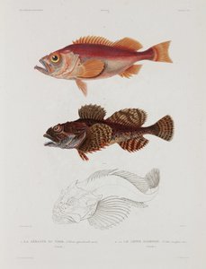 2種類の魚 アイスランド 19世紀初頭 作： John Pardon
