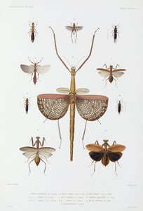 昆虫の種類（オーストラリア、ソロモン諸島、インドネシア 作： John Pardon