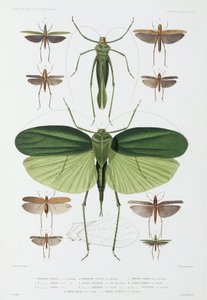 昆虫の種類、テネリフェ島とインドネシア 作： John Pardon