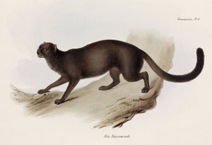 イタチまたはカワウソの猫（南アメリカ、1832～1836年頃