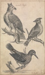カンムリワシと 2 羽の鳥 作： Richard Brookes