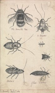 謙虚な蜂と昆虫 作： Richard Brookes