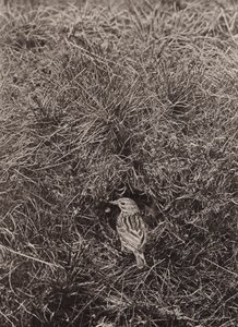メドウ ピピット (白黒写真) 作： Richard and Cherry Kearton