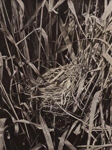 巣の上のセグロセッカ（モノクロ写真） 作： Richard and Cherry Kearton