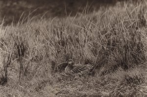 巣のカール (b/w 写真) 作： Richard and Cherry Kearton