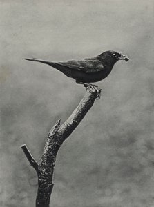 若いクロウタドリのオス (b/w 写真) 作： Richard and Cherry Kearton