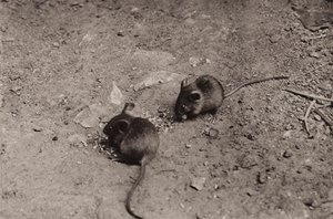 夕食時のネズミ (白黒写真) 作： Richard and Cherry Kearton
