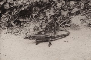 砂トカゲ (白黒写真) 作： Richard and Cherry Kearton