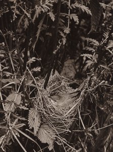 ウグイス (白黒写真) 作： Richard and Cherry Kearton