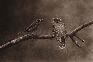 若いカッコウに餌をやる木のピピット (白黒写真) 作： Richard and Cherry Kearton
