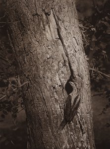 巣穴のしわくちゃ（白黒写真） 作： Richard and Cherry Kearton