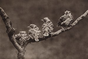 若いミッセルツグミ (b/w 写真)