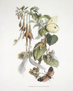フクシアの間でごちそうと楽しみ 作： Richard Doyle