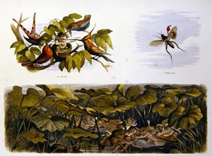 妖精の国で 作： Richard Doyle