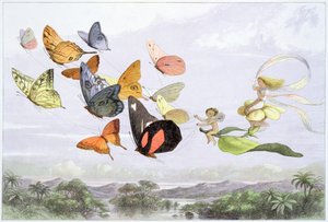 「妖精の女王の馬車」、c1870 作： Richard Doyle