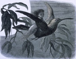 ハチドリに乗った妖精（ニンフ）。 『おとぎの国で』よりイラスト。 エルフの世界からの一連の写真"" by Richard Doyle 作： Richard Doyle