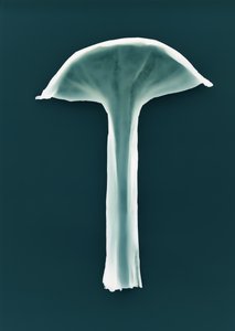 Nimetön, 2003 作： Richard Green