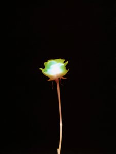 無題, 2007
