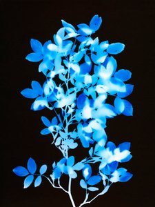無題, 2008 作： Richard Green