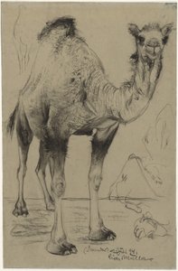 一瘤駱駝 作： Richard Muller
