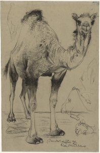 ヒトコブラクダ、1894年。 作： Richard Muller